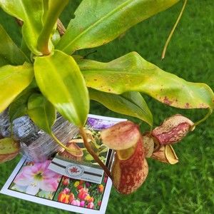 Meet your Posher, Davida